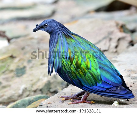 Nicobar Pigoen bird, beuatiful green and dark blue bird on the island, Caloenas nicobarica