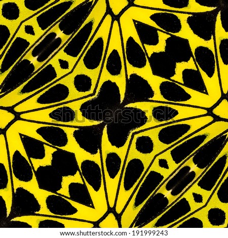 Texture of yellow and black pattern made from bird wing butterfly wing
