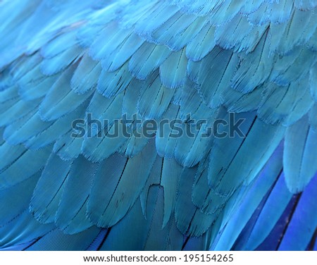 Baeutiful of blue and gold macaw bird feathers in close up