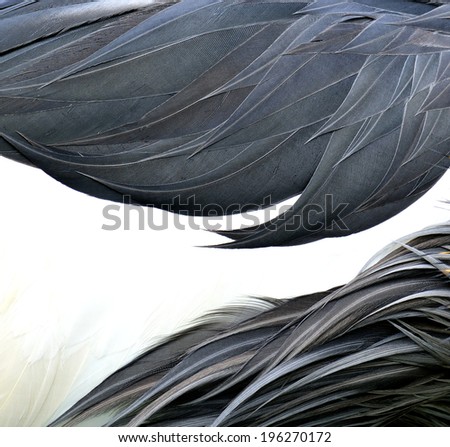 Close up of grey and white Crown Crane\'s feathers