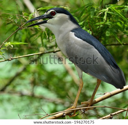 Full body length of  Night Heron bird perching on the bamboo stick
