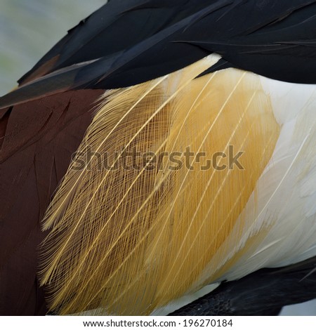 Close up of Crown Crane's multicolor feathers