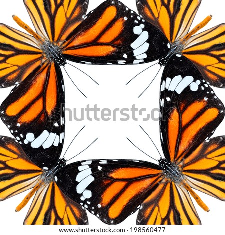 Picture framing compilation of Common Tiger Butterflies in isolated on white