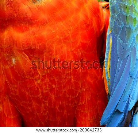 Close up of Orange and blue feathers of Bufon\'s Macaw bird in details