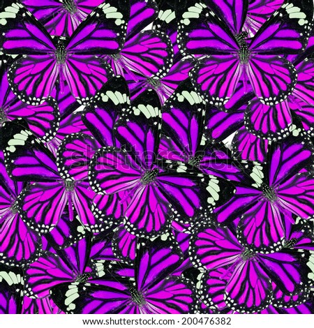 Background Texture made of  Purple Common Tiger Butterflies in fancy color and patterns
