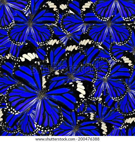 Blue Background Texture made of Common Tiger Butterflies in fancy color and patterns