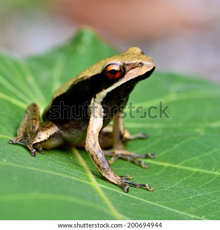 Big eye  in close up of black-sided tree frog sitting on the green leave