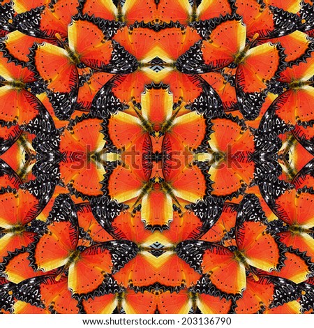 Beautiful of orange and black background pattern made of Red Lacewing butterflies