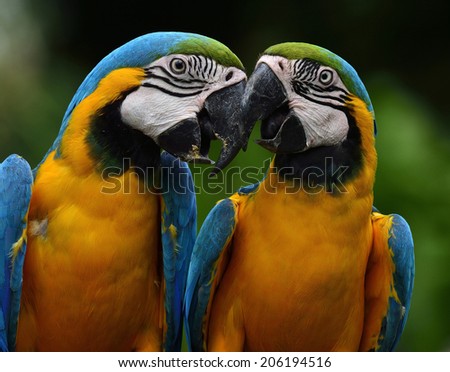 Pair of Blue and Gold Macaw birds kissing each other in sweet moments
