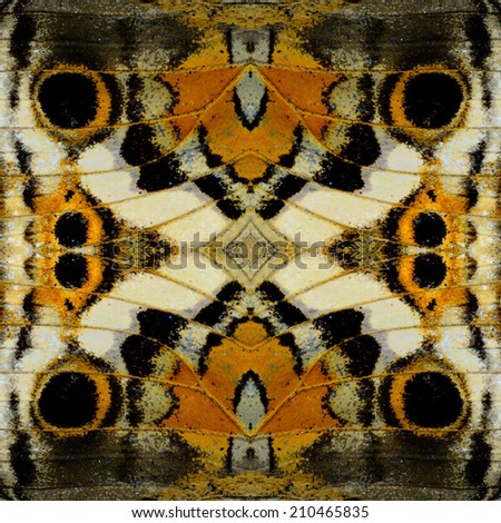 Exotic Brown and black Background  texture made of Blue Pansy Butterfly wing pattern
