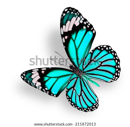 Beautiful Flying Light Blue Butterfly isolated on white background