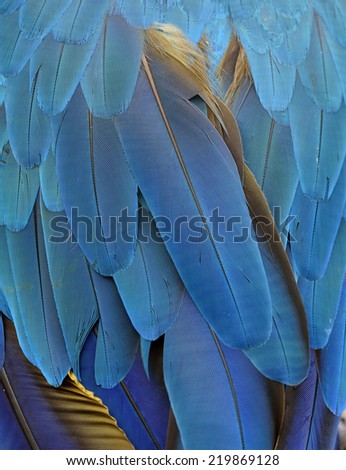 Closeup of Blue and Gold Macaw bird\'s feathers in a great background texture