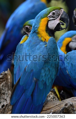 Beautiful Blue and Gold Macaw parrot bird sitting on the log