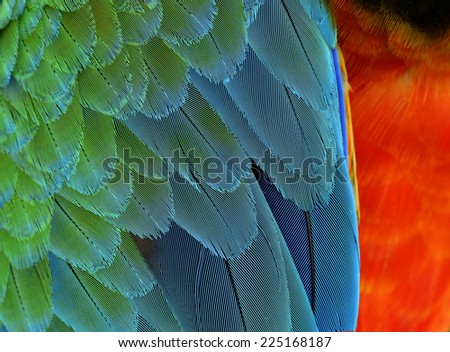 Exotic of Harliquin Macaw bird\'s feathers in green blue and orange color scheme