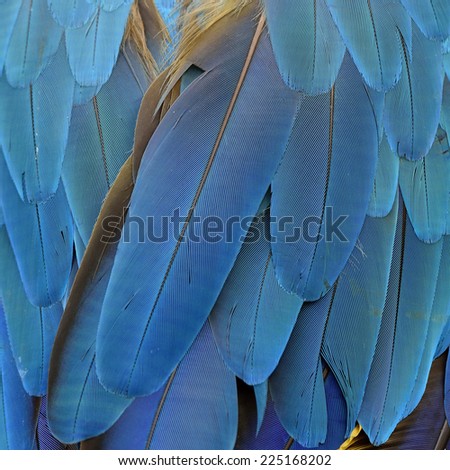 Closeup of Blue and Gold Macaw bird\'s feathers in great blue background texture