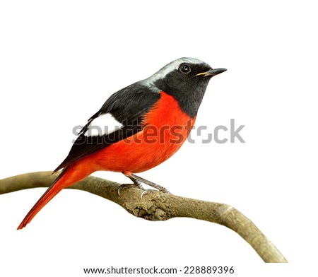 Beautiful red bird, Daurian Redstart in fancy color profile perching on the branch isolated on white background