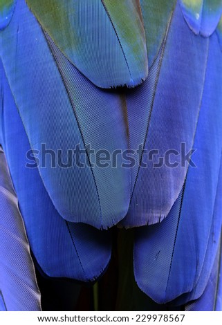 Blue Bird feathers of Scarlet Macaw Bird in great sharp details