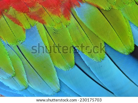 Best of close up Green-winged Macaw bird\'s feather in blue green and red color profile
