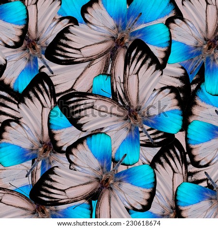 Beautiful Blue background texture made of many colorful butterflies