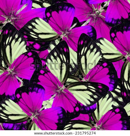 Exotic Sweet Pink Butterflies piled up in to the beautiful background texture