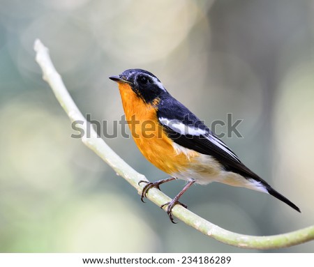 Mugimaki Flycatcher, the little yellow and black bird perching on the branch with bright white bokeh background