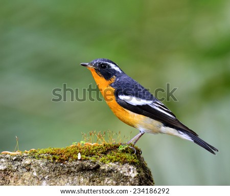 Mugimaki Flycatcher, the little yellow and black bird standing on the mossy rock with nice green background