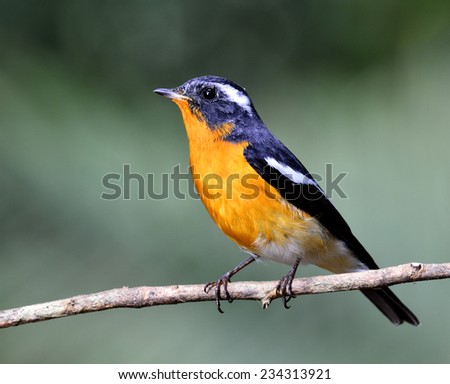 Mugimaki Flycatcher, the little yellow and black bird perching on the branch showing its yellow chest feathers