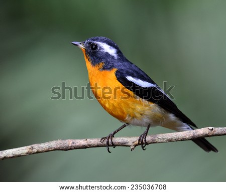 Mugimaki Flycatcher, the little yellow and black bird perching on the small branch with blur green background