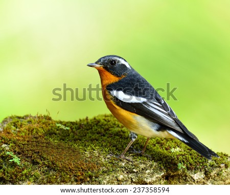 Mugimaki Flycatcher, the little yellow and black bird standing on the mossy rock