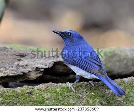 Beautiful of Hainan Blue Flycatcher, a little blue bird standing on the log back profile