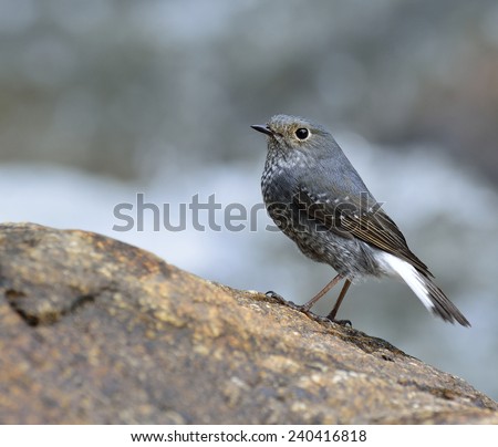 Female of Plumbious Water Redstart, the beautiful grey bird standing on the rock in the stream
