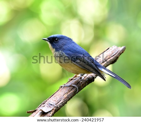 Beautiful Staty Blue Flycatcher, the little cute blue bird perching on the branch