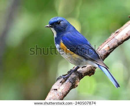 Himalayan Bluetail or Orange-franked Bush robin, the beautiful blue bird perching on the wooden stick with nice green background
