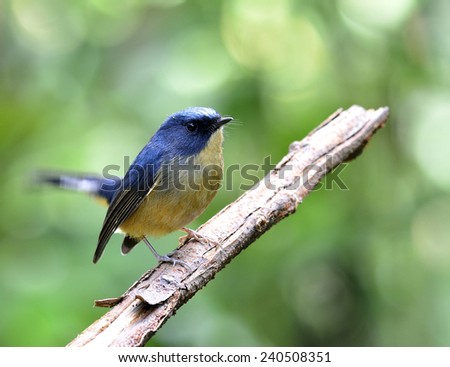Beautiful Male of Staty Blue Flycatcher, the little cute blue bird perching on the branch with moving tail