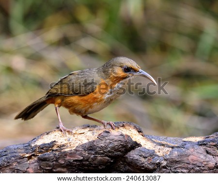 Rusty-cheeked Scimitar Babbler, the beautiful brown and white chest bird with long curved lips searching for food on the log