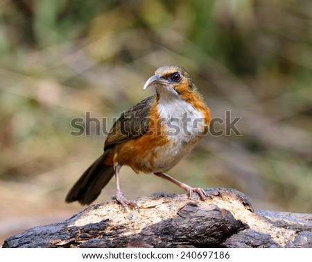 Rusty-cheeked Scimitar Babbler, the beautiful brown and white chest bird with long curved lips standing on the log