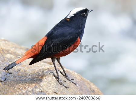 White-capped water-redstart or river chat, the black and red bird standing on the rock in the river