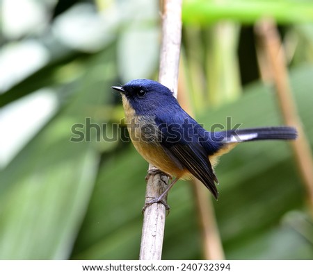 Beautiful Staty Blue Flycatcher, the little cute blue bird perching on the branch with tail lifting