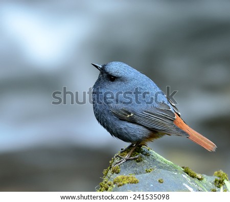 Plumbeous Water Redstart, beautiful blue bird standing on the mossy rock in the stream with moving stream behind