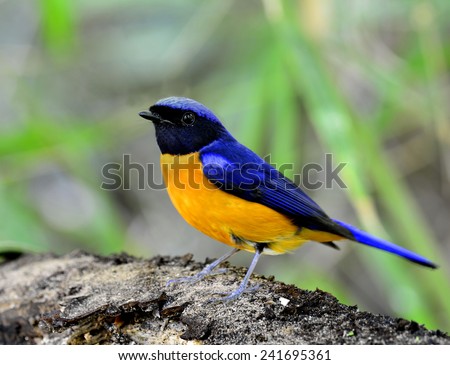 Male of Rufous-bellied Niltava, the beautiful orange belly and blue back bird with black head