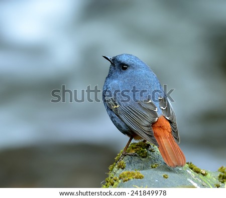 Plumbeous Water Redstart, the beautiful blue bird standing on the mossy rock in the stream with moving stream behind
