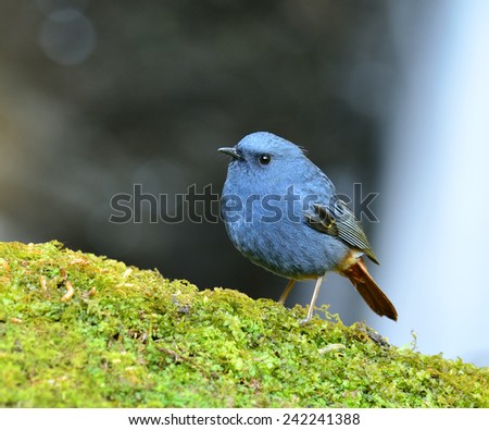 Plumbeous Water Redstart, the beautiful blue bird standing on the mossy rock in the stream with waterfal in background