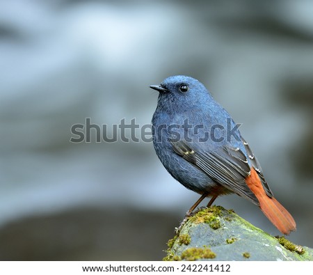 Plumbeous Water Redstart, beautiful chubby blue bird standing on the rock in the stream with grey water in background
