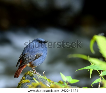 Plumbeous Water Redstart, the beautiful blue bird standing on the mossy rock in the stream with morning sunlight