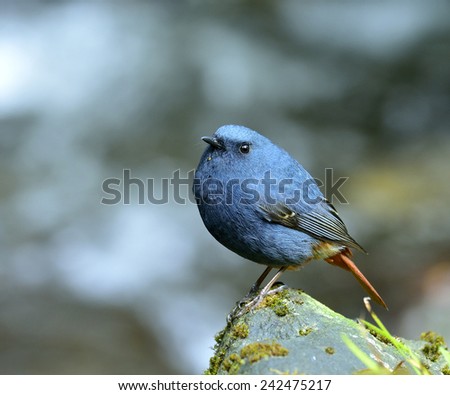 Plumbeous Water Redstart, beautiful blue bird standing on the rock in the stream withwhite water in background