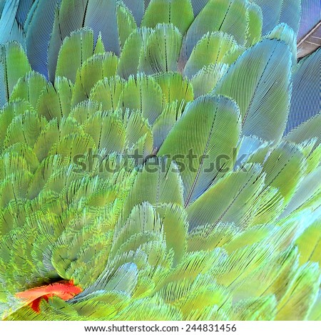 Blue and Green macaw bird\'s wing feathers with small red red feather inside for background texture and design