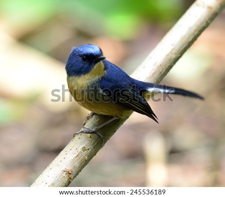 Beautiful Slaty Blue Flycatcher, the little cute blue bird perching on the branch facing toward us