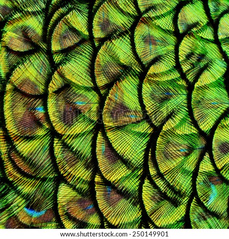 Exotic Green and Black Background Texture made of Green Peacock Bird\'s Feathers