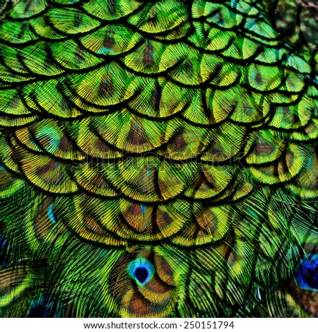 Great of Green Background Texture made of Green Peacock bird\'s feathers