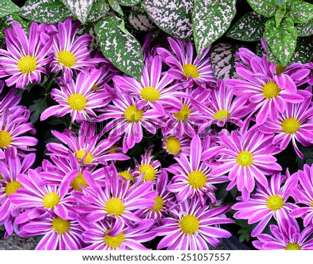 Nice Compilation of Pink Flowers as the nice background
